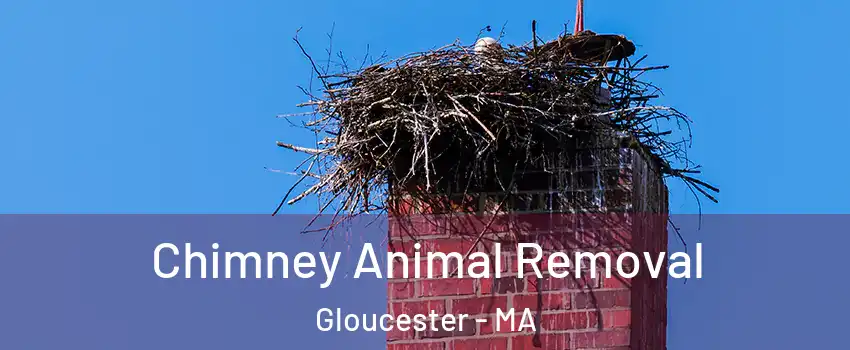  Chimney Animal Removal Gloucester - MA