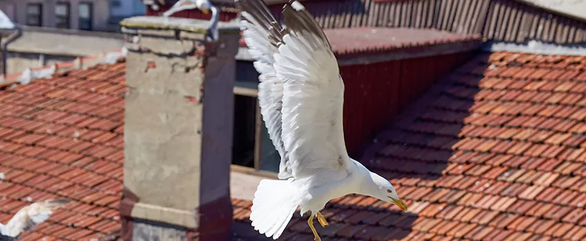 Residential Chimney Animal Removal Solution in Gloucester, MA