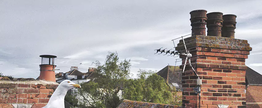 Chimney Cleaning And Restoration in Gloucester, Massachusetts